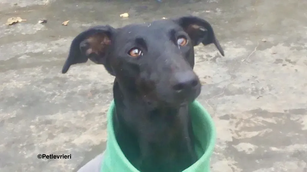 Aida adozione galgo 02 1