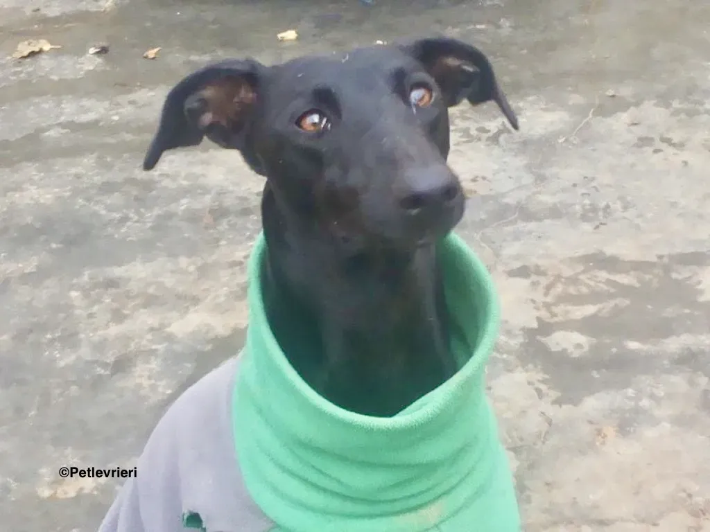 Aida adozione galgo 02