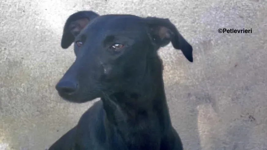 Aida adozione galgo 03 2