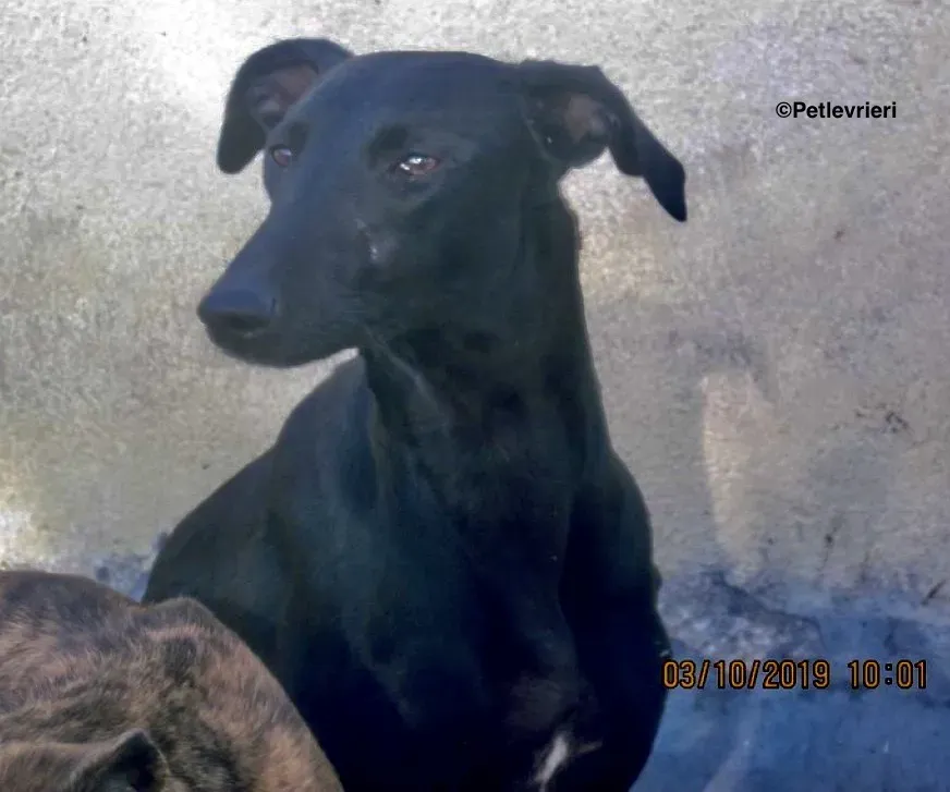 Aida adozione galgo 03