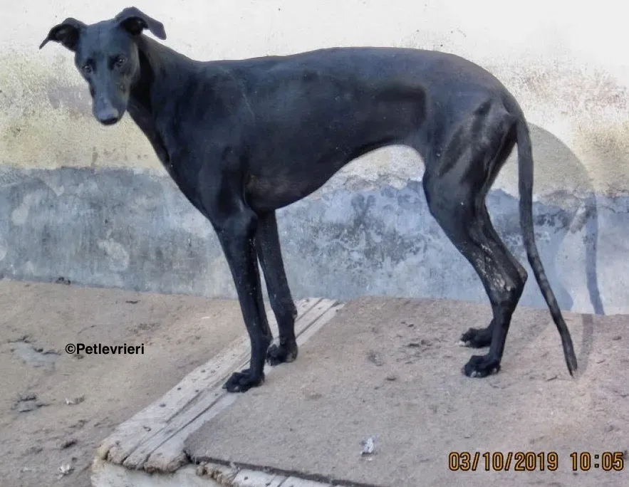 Aida adozione galgo 04