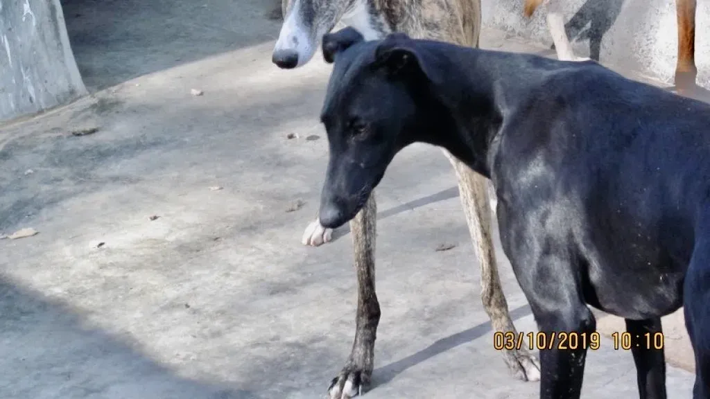 Aida adozione galgo 05 1