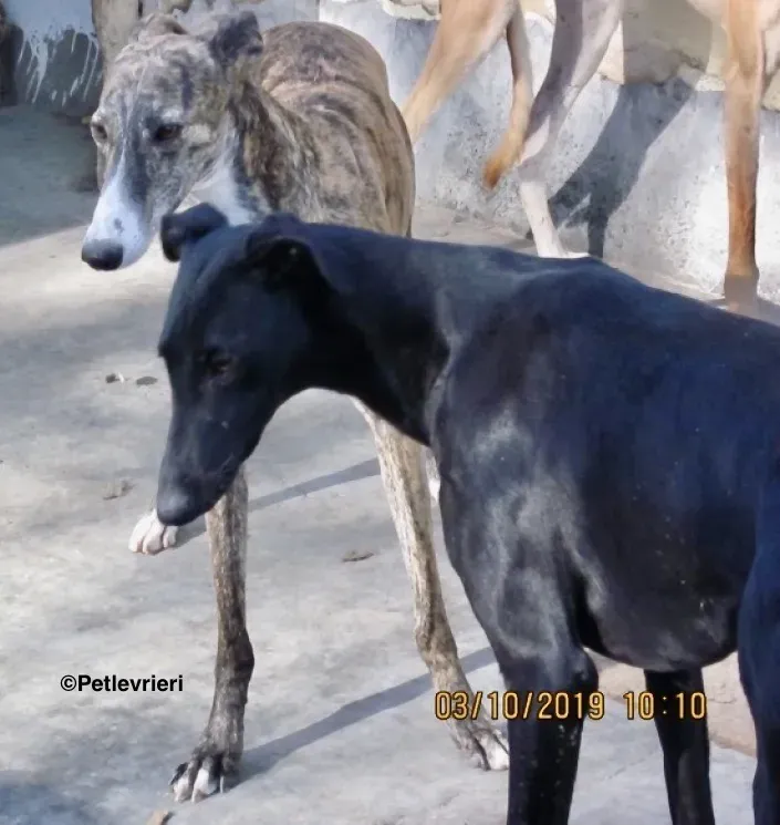 Aida adozione galgo 05