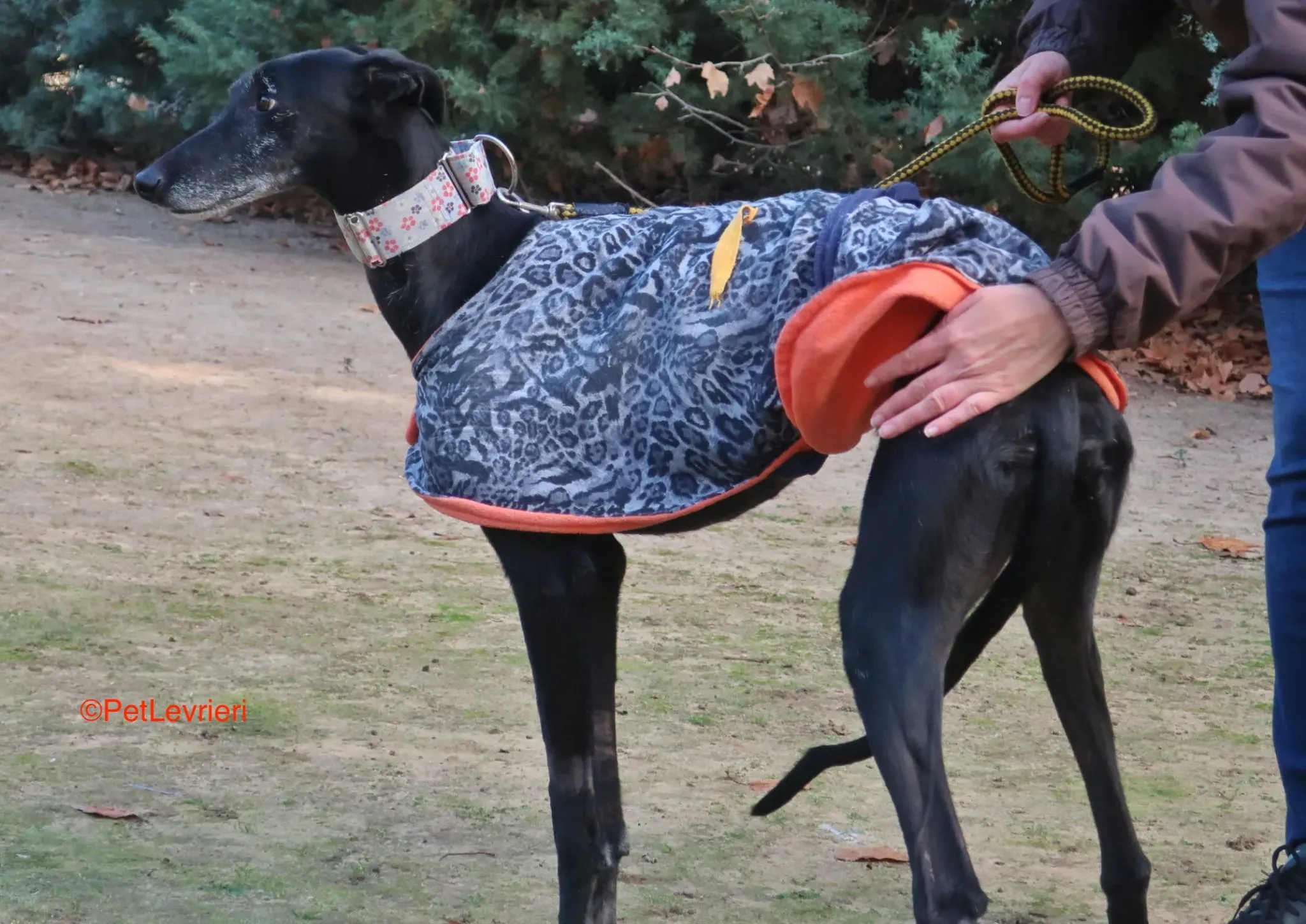 Aire adozione levrieri galgo 1