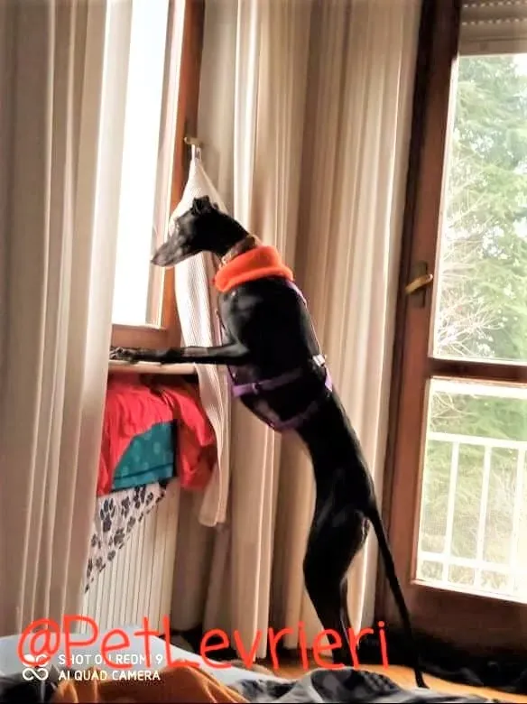 Aire adozione levrieri galgo 10 2