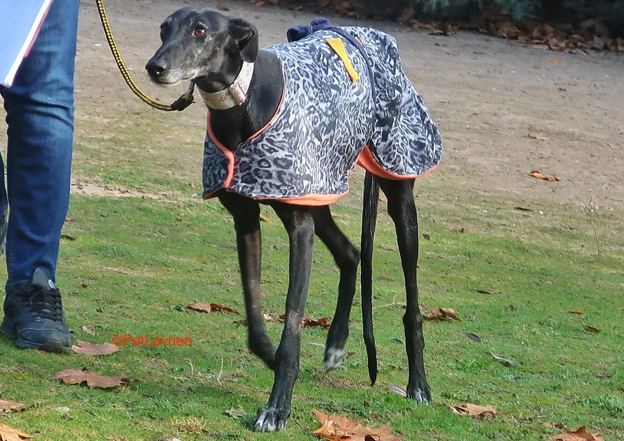 Aire adozione levrieri galgo 10