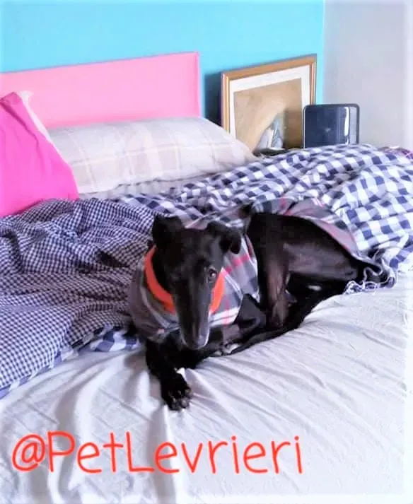 Aire adozione levrieri galgo 11 2