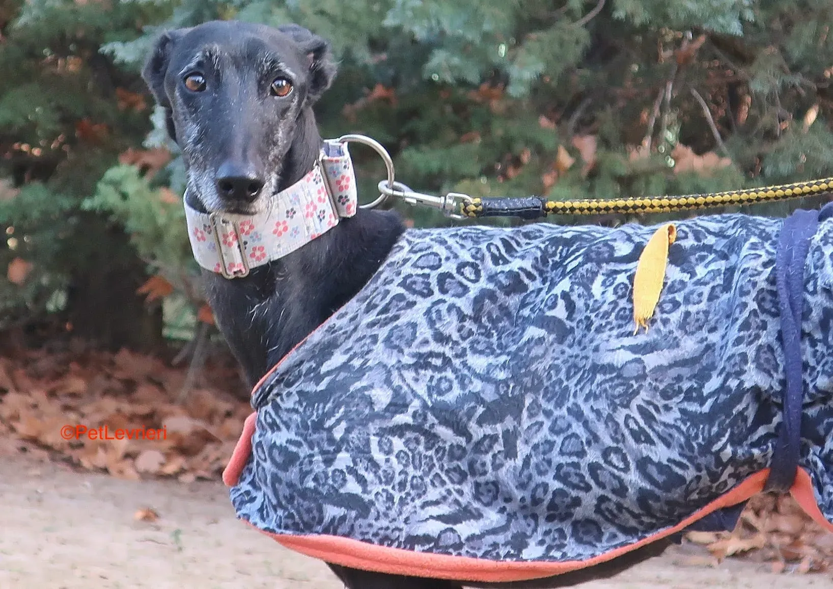 Aire adozione levrieri galgo 11