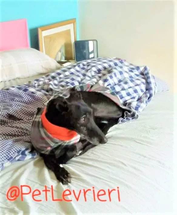 Aire adozione levrieri galgo 12 2