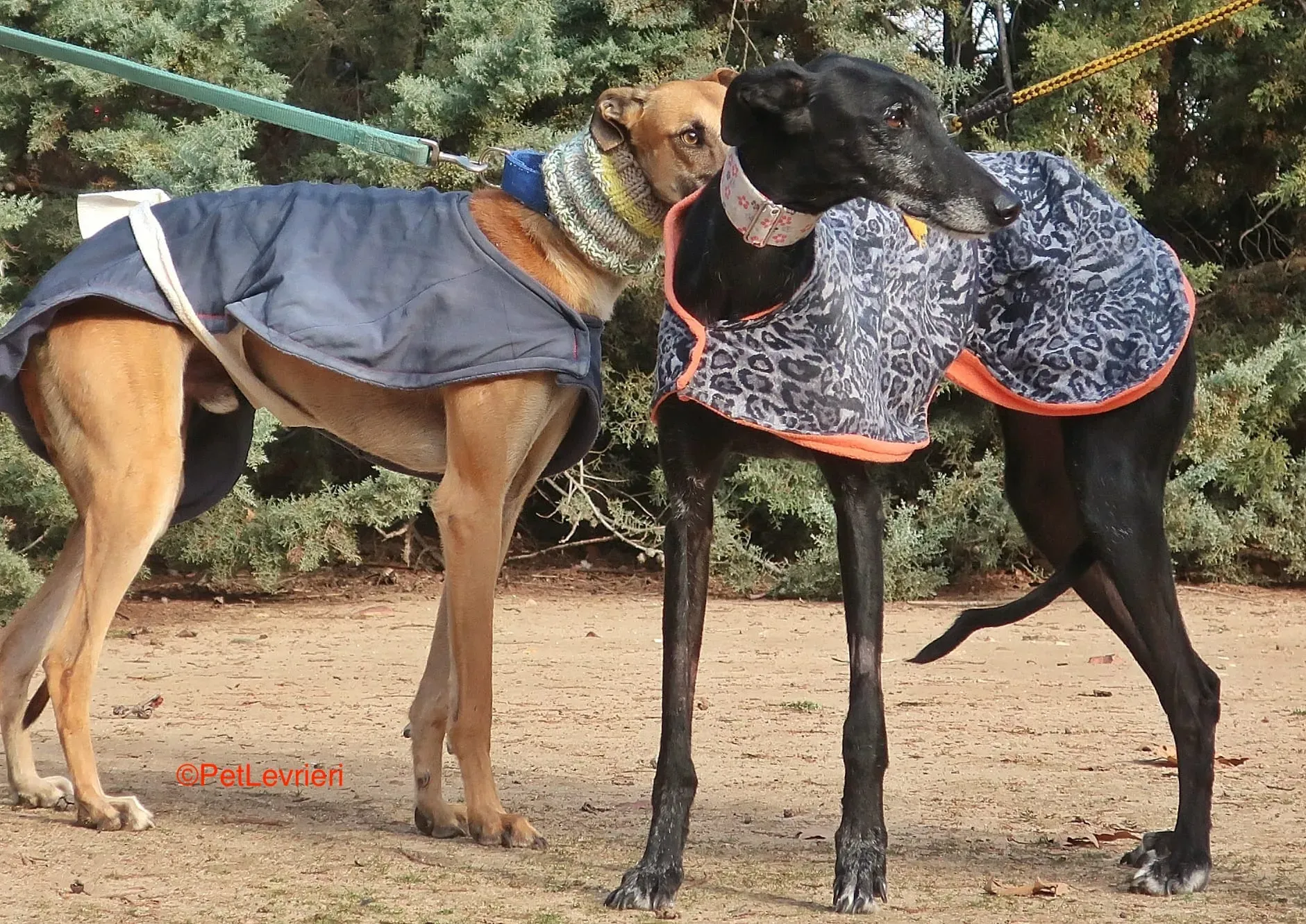 Aire adozione levrieri galgo 12