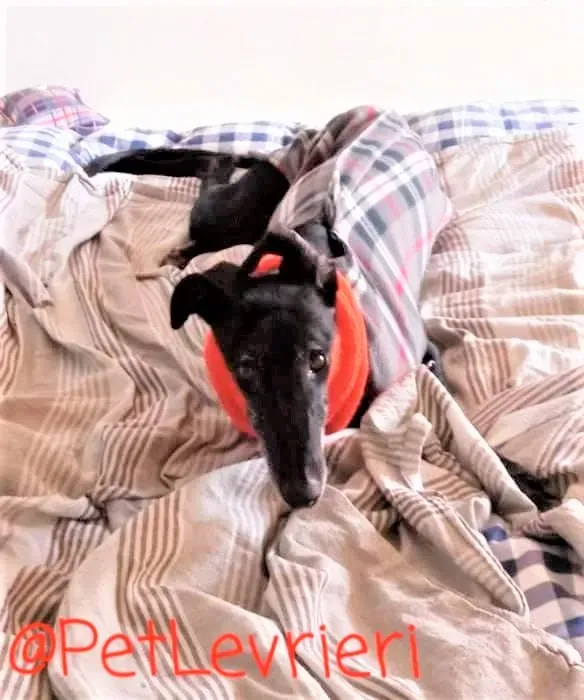 Aire adozione levrieri galgo 13 2