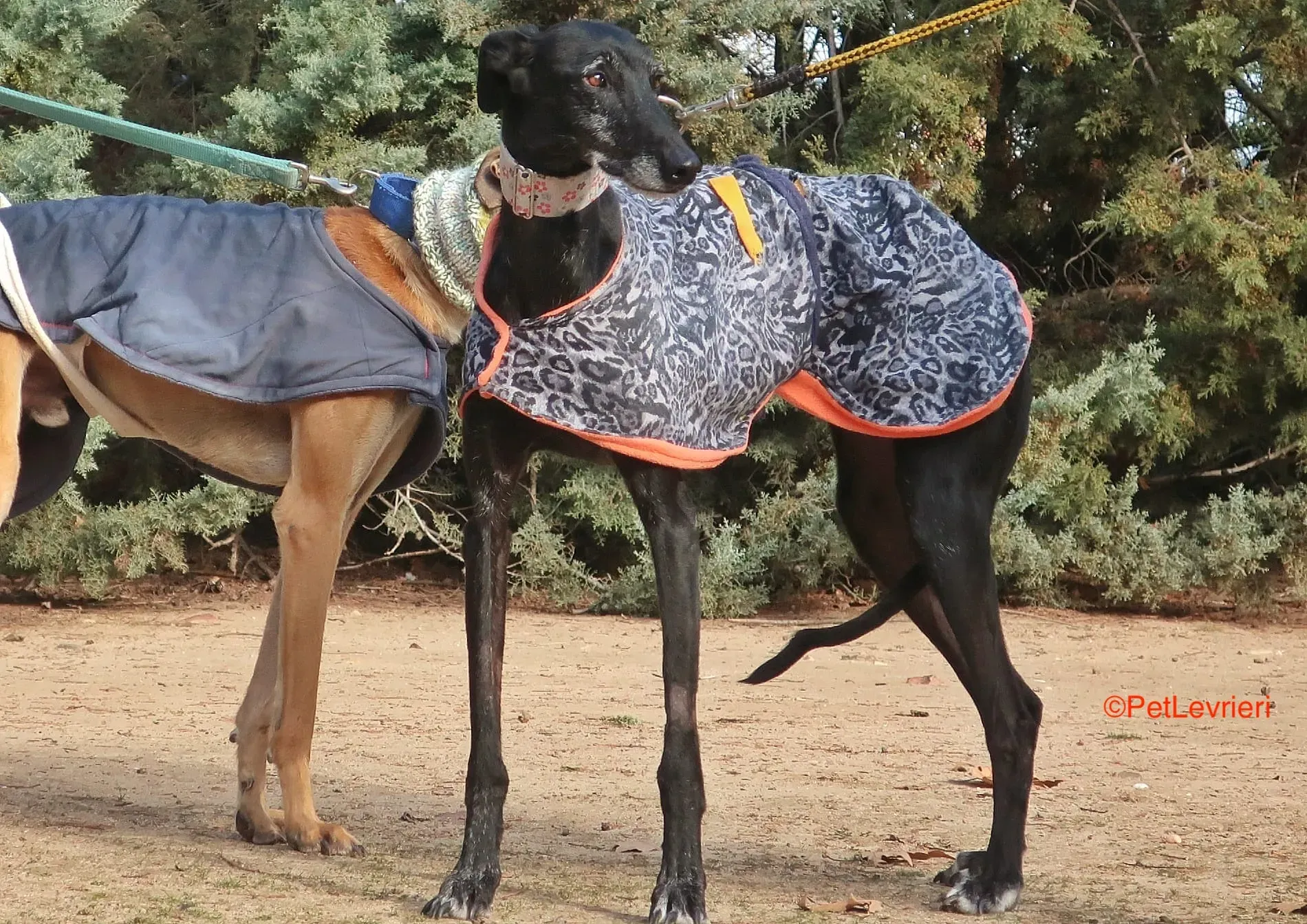 Aire adozione levrieri galgo 13