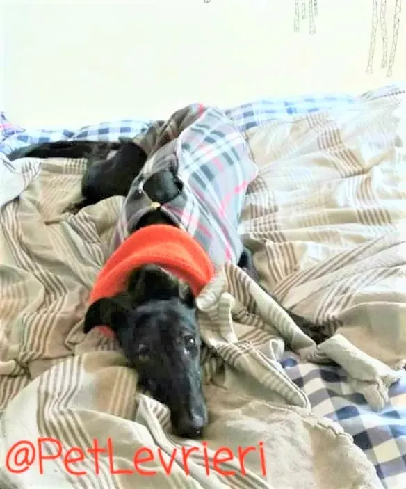 Aire adozione levrieri galgo 14 2