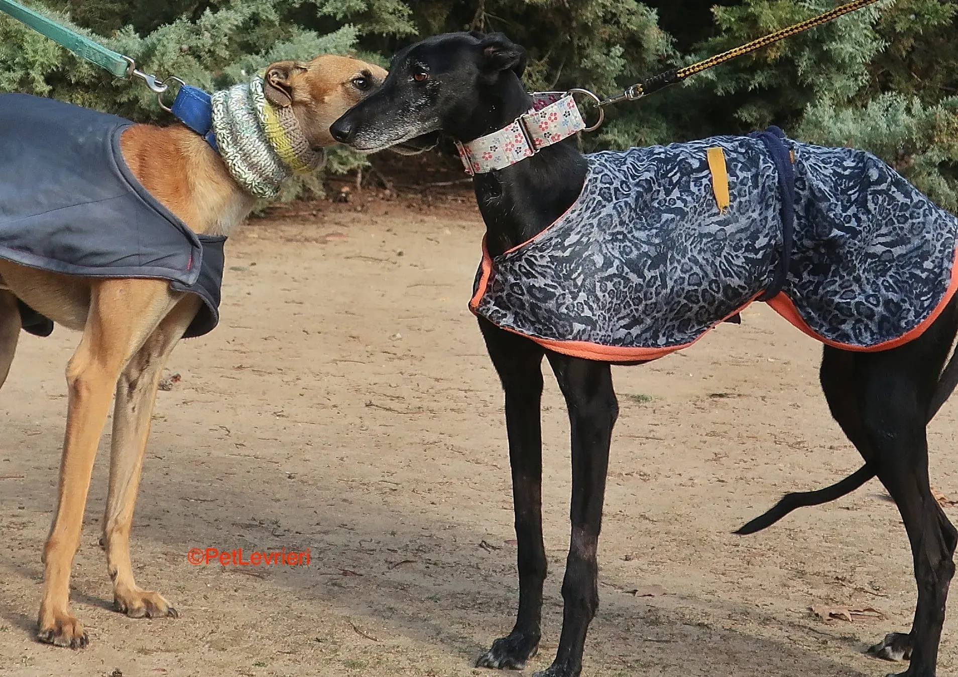 Aire adozione levrieri galgo 14