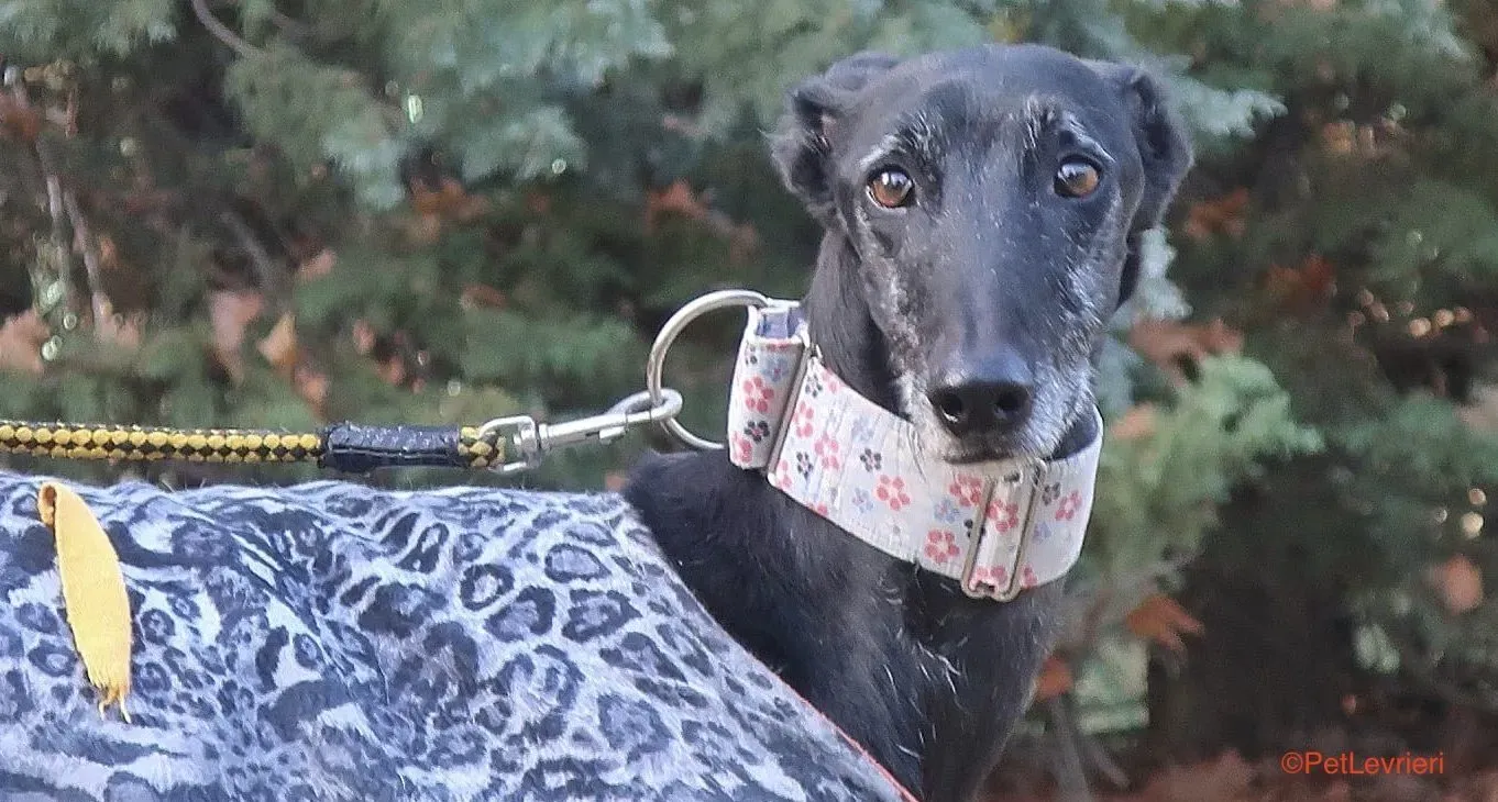 Aire adozione levrieri galgo 15 e1640026208574