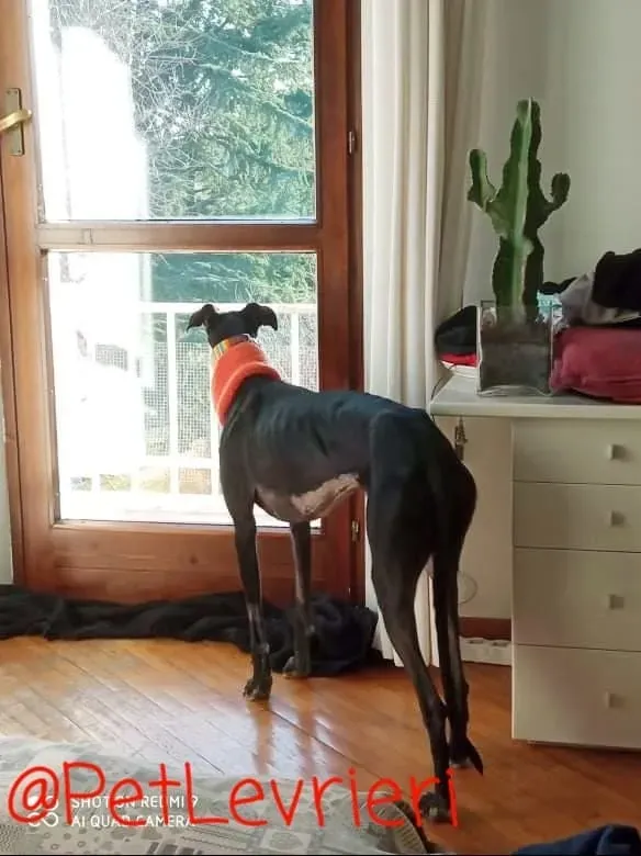 Aire adozione levrieri galgo 15