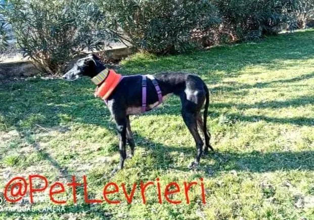 Aire adozione levrieri galgo 16
