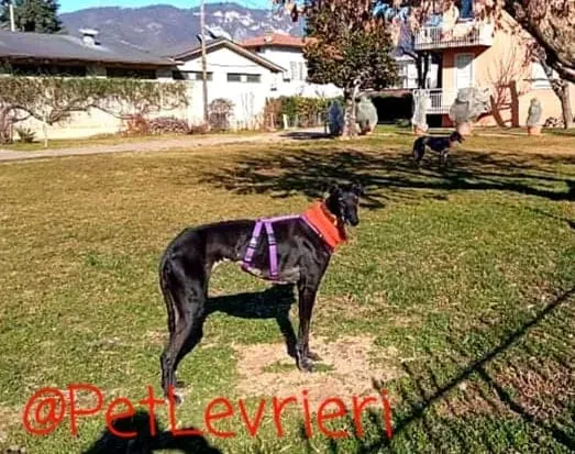Aire adozione levrieri galgo 17
