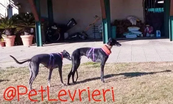 Aire adozione levrieri galgo 18