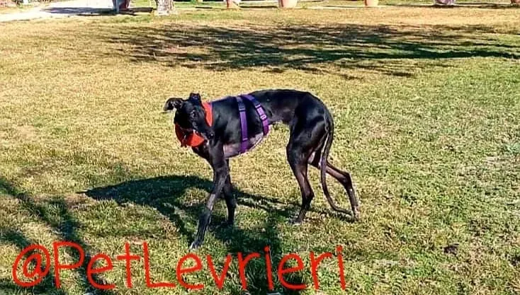 Aire adozione levrieri galgo 19