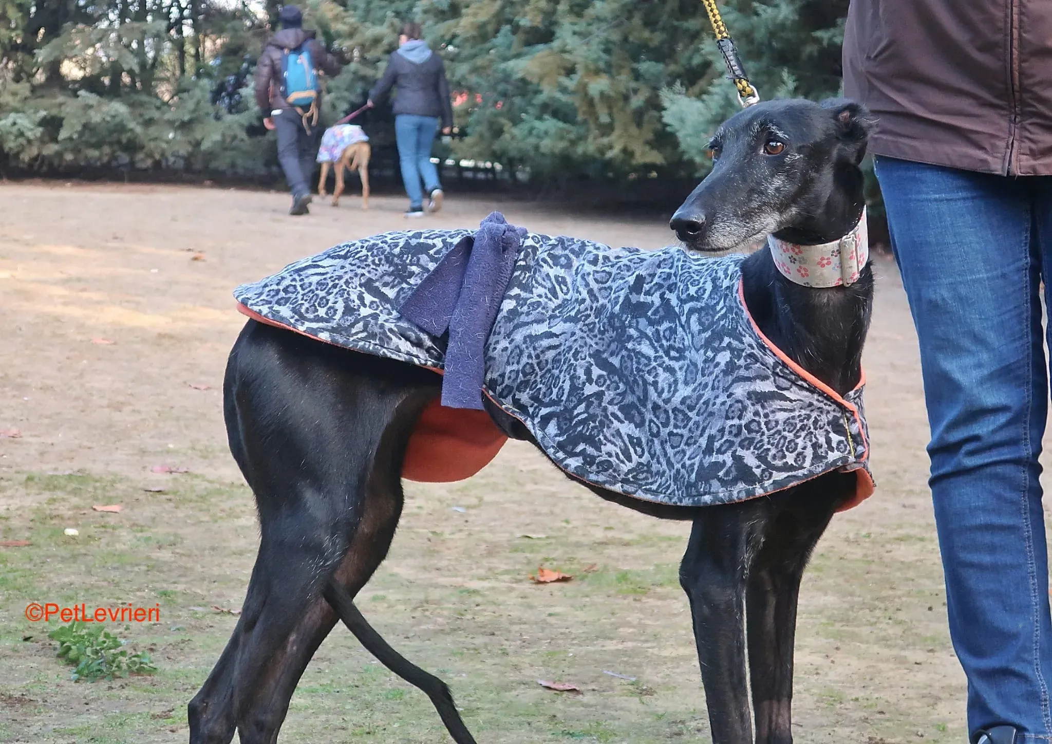 Aire adozione levrieri galgo 2