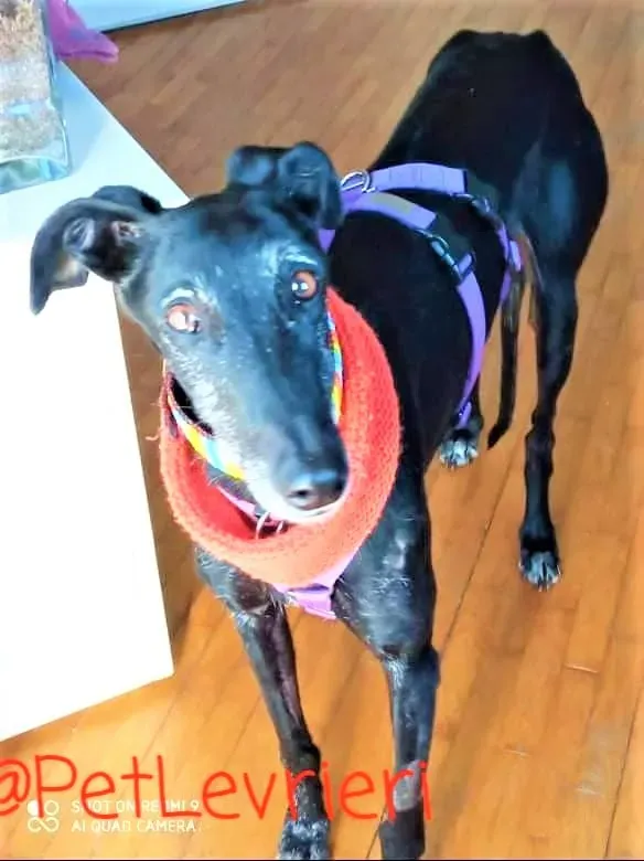 Aire adozione levrieri galgo 20 2