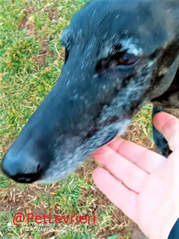 Aire adozione levrieri galgo 21 2