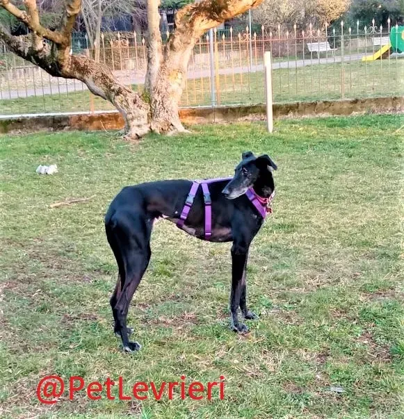 Aire adozione levrieri galgo 22 2