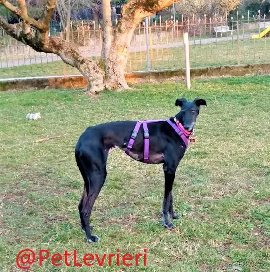 Aire adozione levrieri galgo 23 2