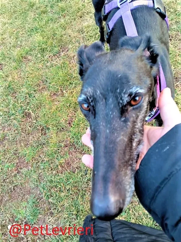 Aire adozione levrieri galgo 24 2