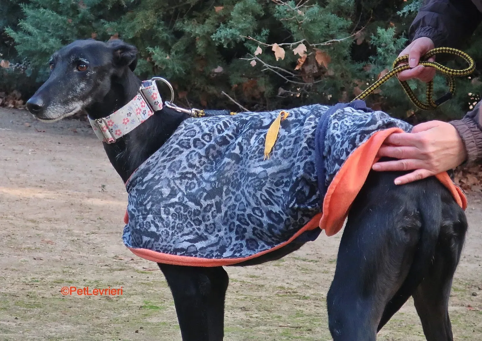 Aire adozione levrieri galgo 3