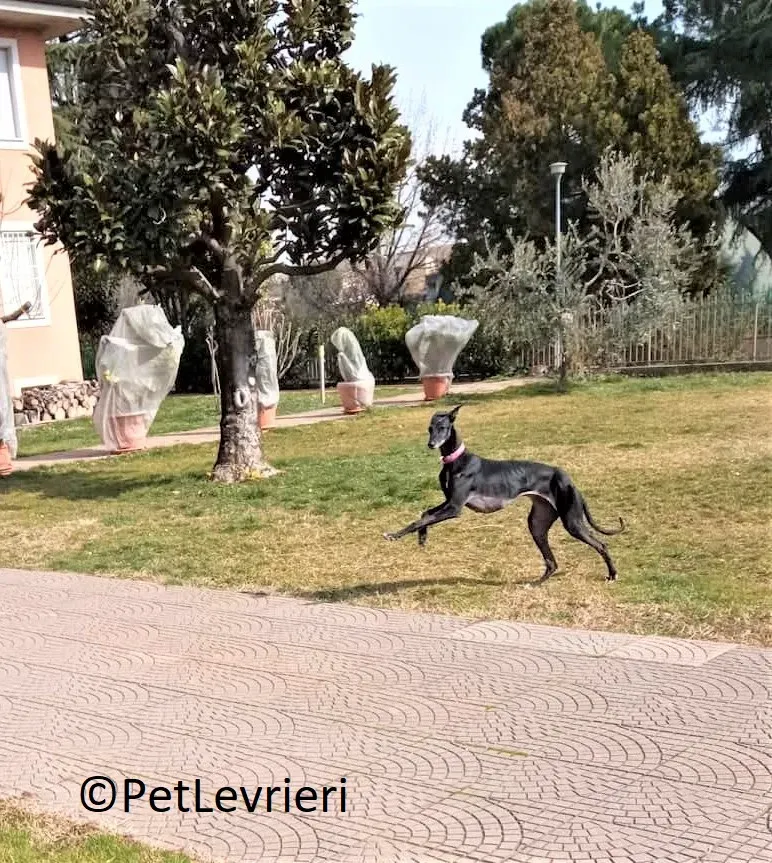 Aire adozione levrieri galgo 30 2