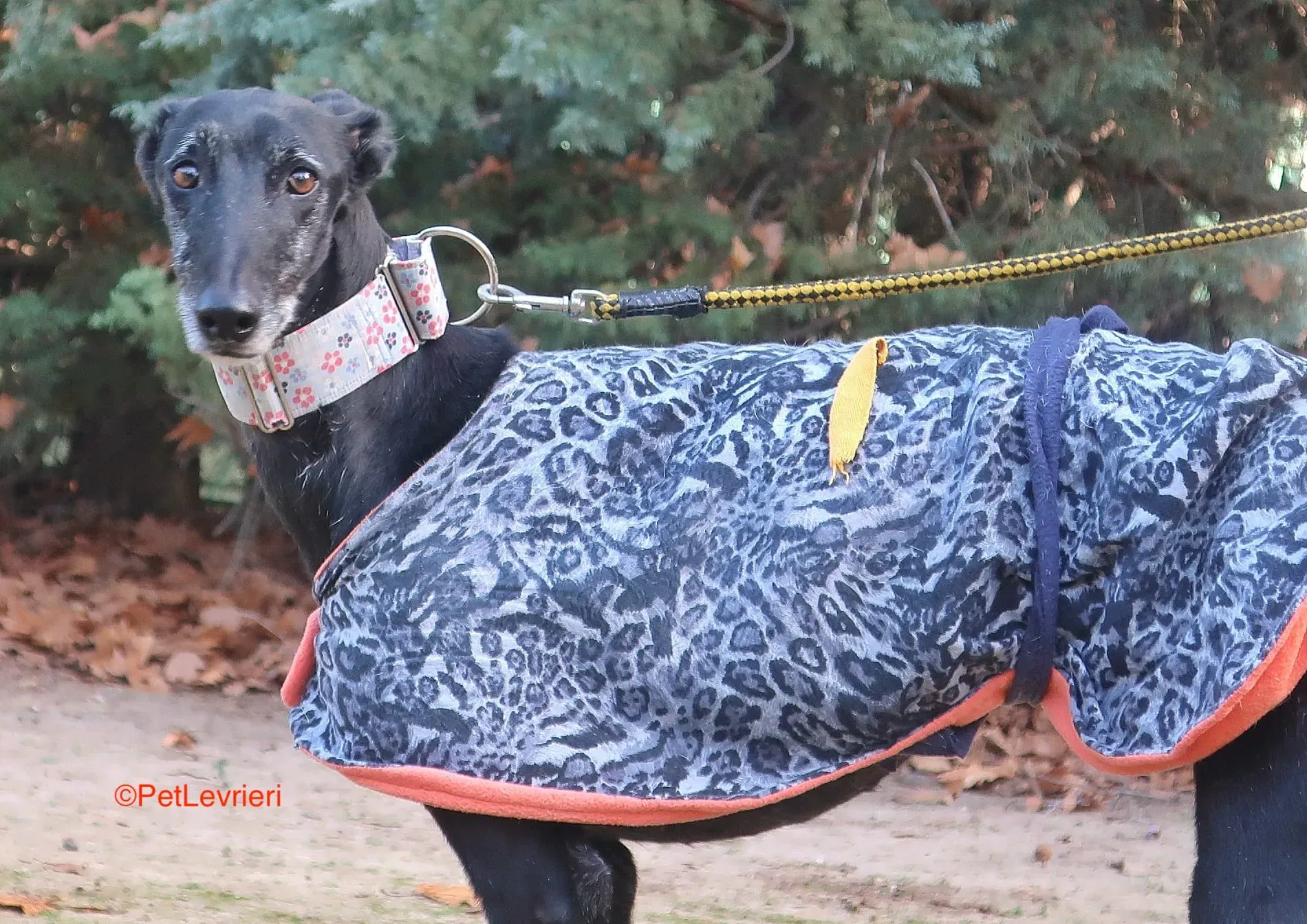 Aire adozione levrieri galgo 4