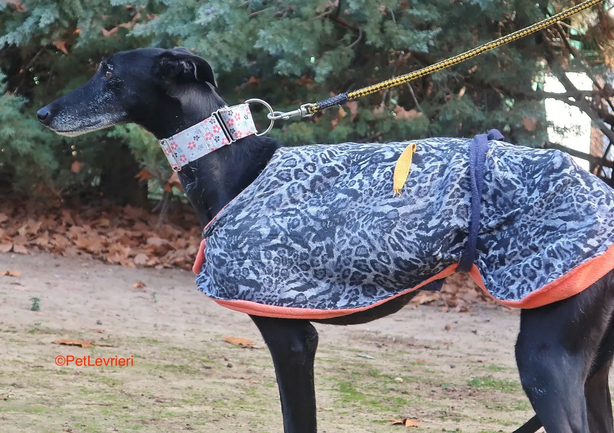 Aire adozione levrieri galgo 5