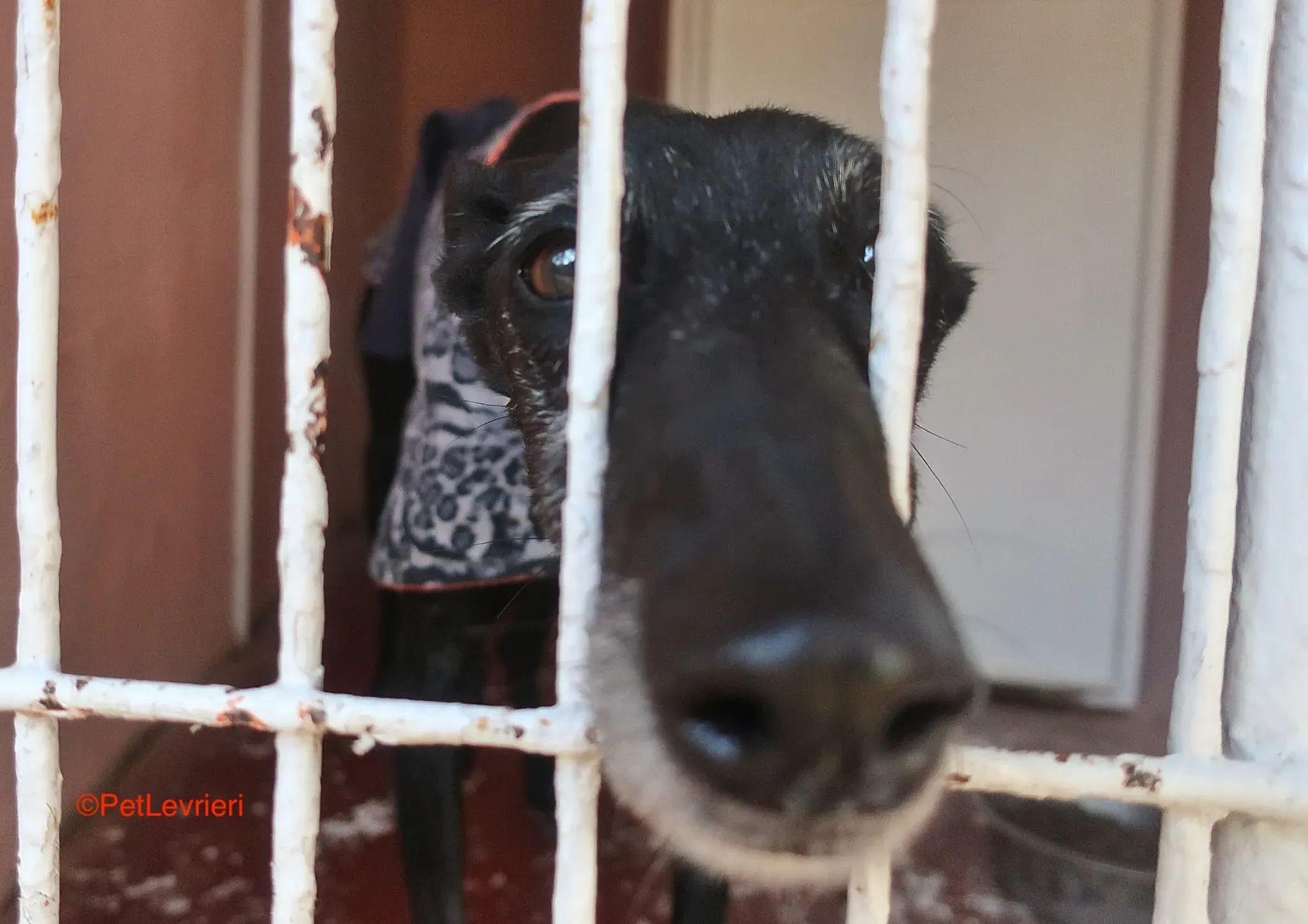 Aire adozione levrieri galgo 6