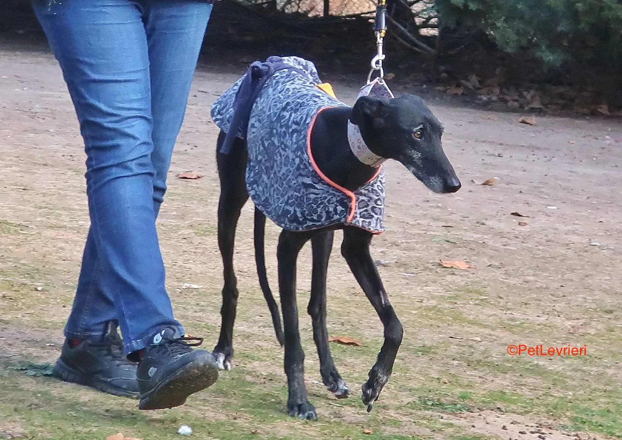 Aire adozione levrieri galgo 7