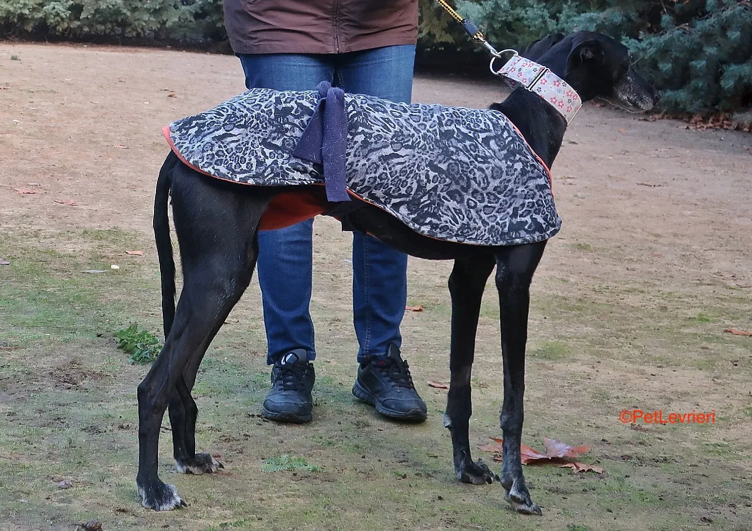 Aire adozione levrieri galgo 8