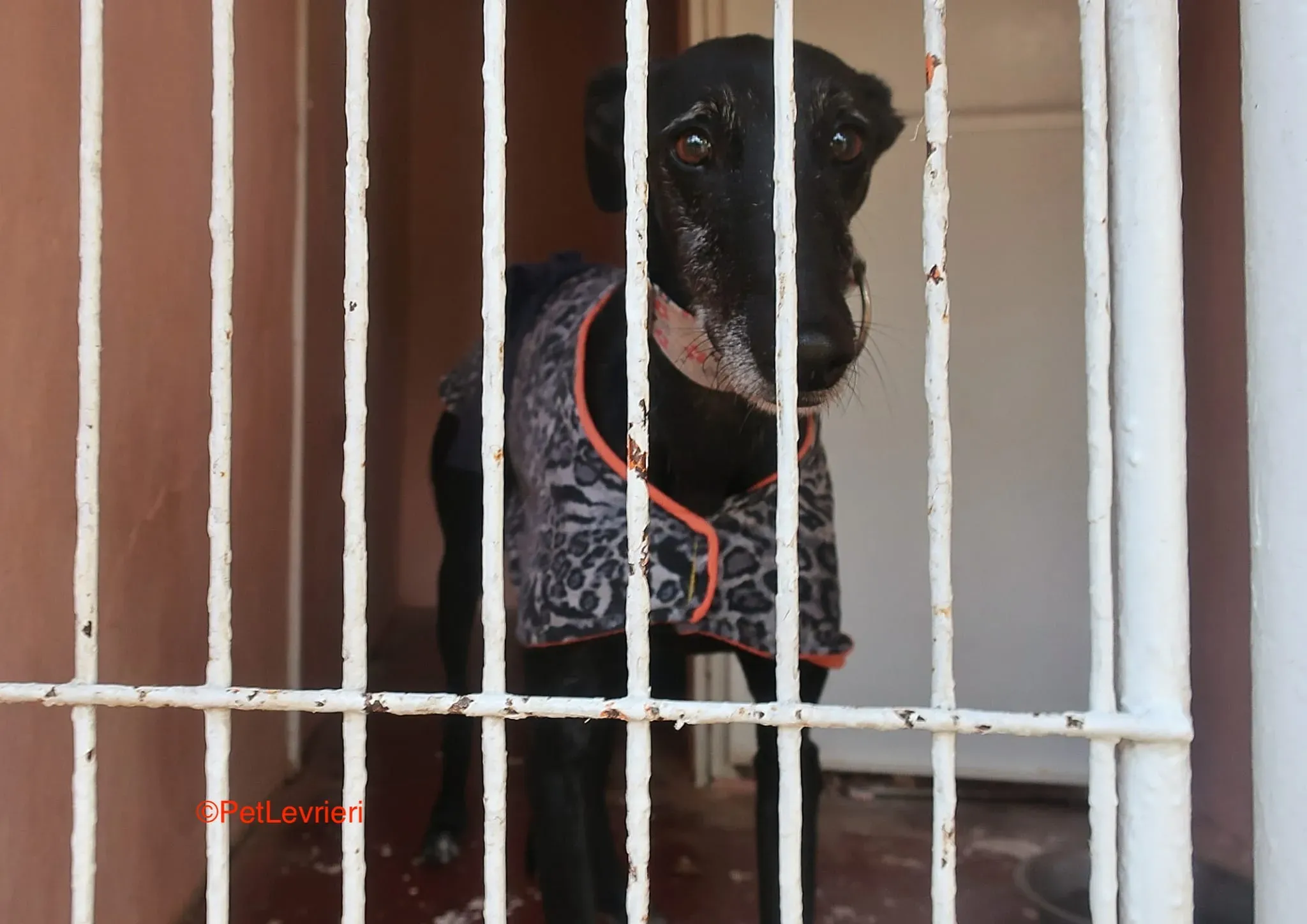 Aire adozione levrieri galgo 9