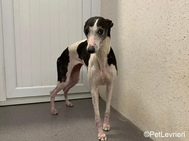 Aisling adozione levrieri greyhound 10