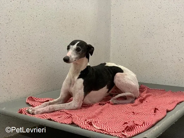 Aisling adozione levrieri greyhound 11