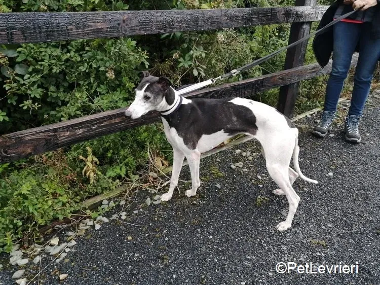 Aisling adozione levrieri greyhound 12