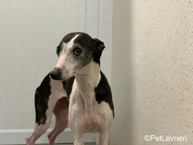Aisling adozione levrieri greyhound 5