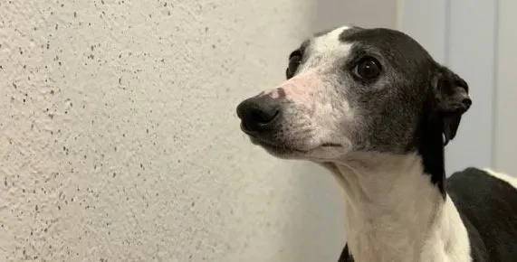 Aisling adozione levrieri greyhound 7 e1598118864551