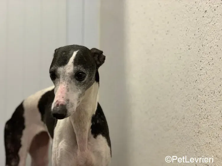 Aisling adozione levrieri greyhound 8