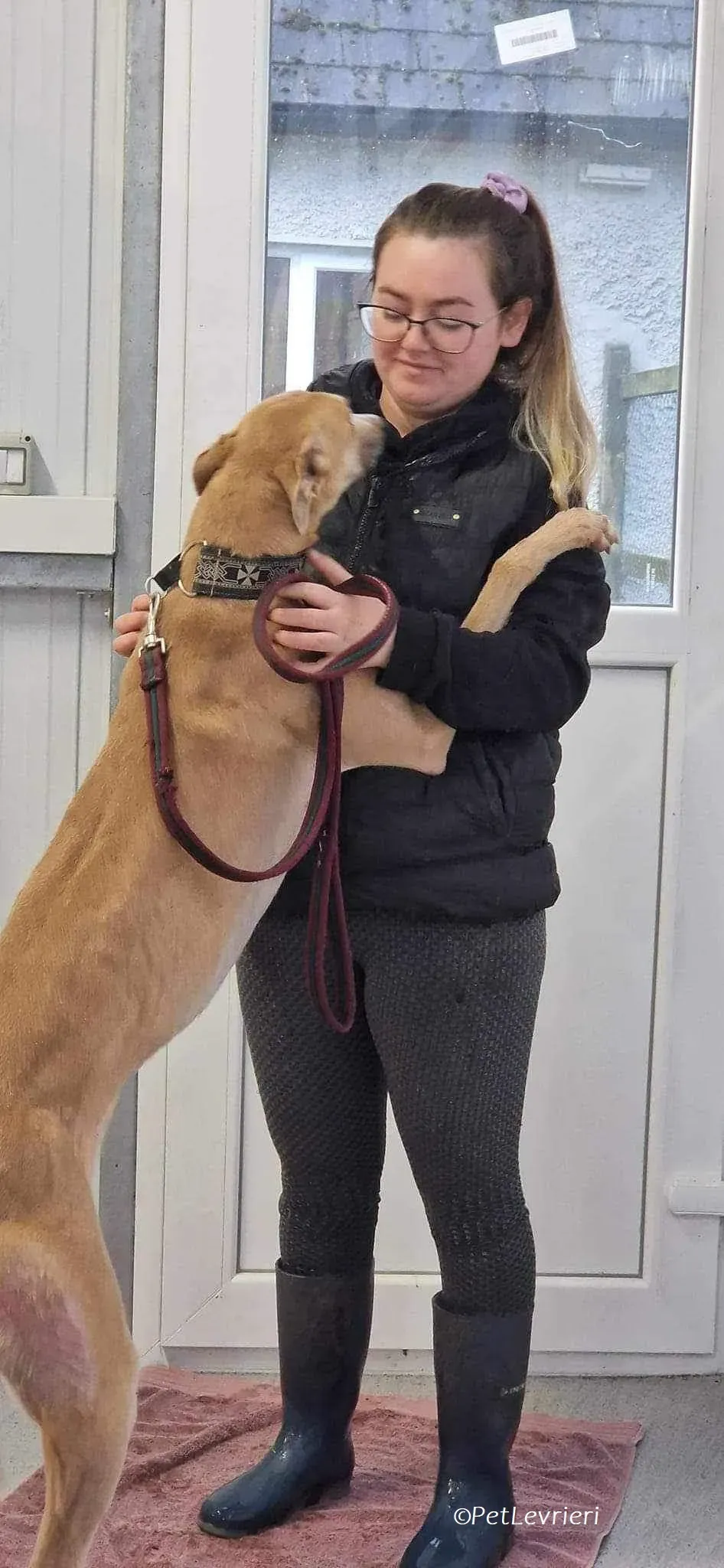 Aki adozione levrieri greyhound 1