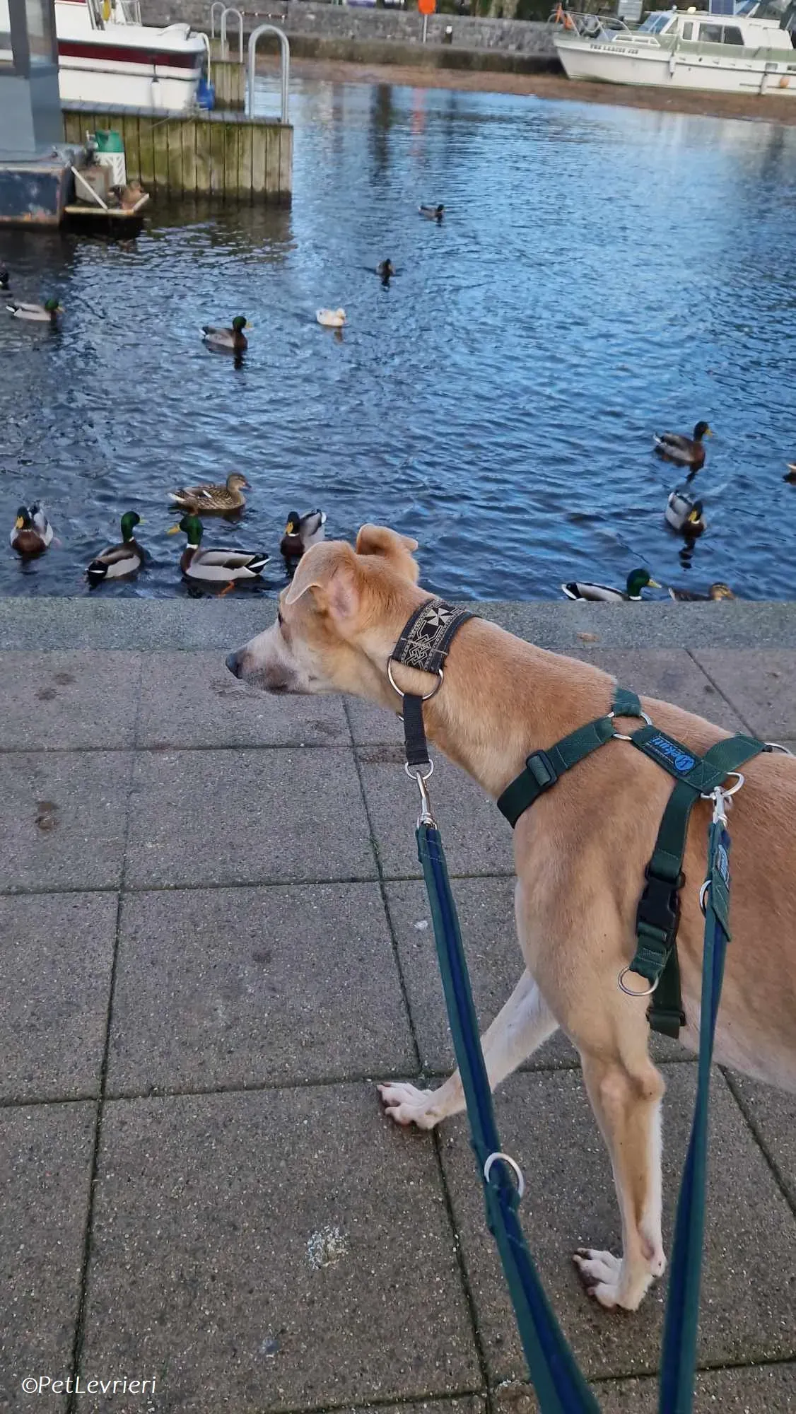 Aki adozione levrieri greyhound 10