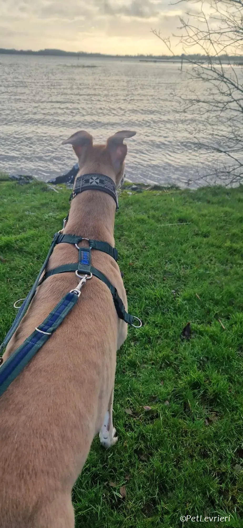 Aki adozione levrieri greyhound 11