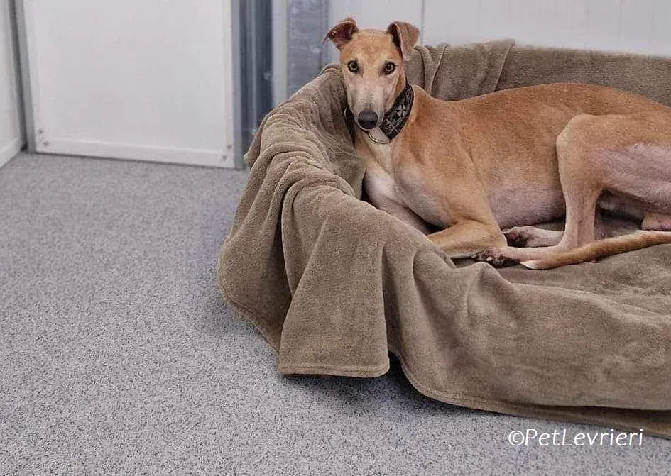 Aki adozione levrieri greyhound 2