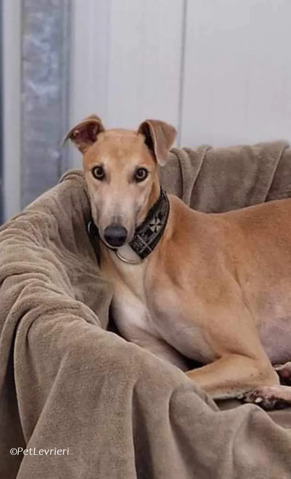 Aki adozione levrieri greyhound 3
