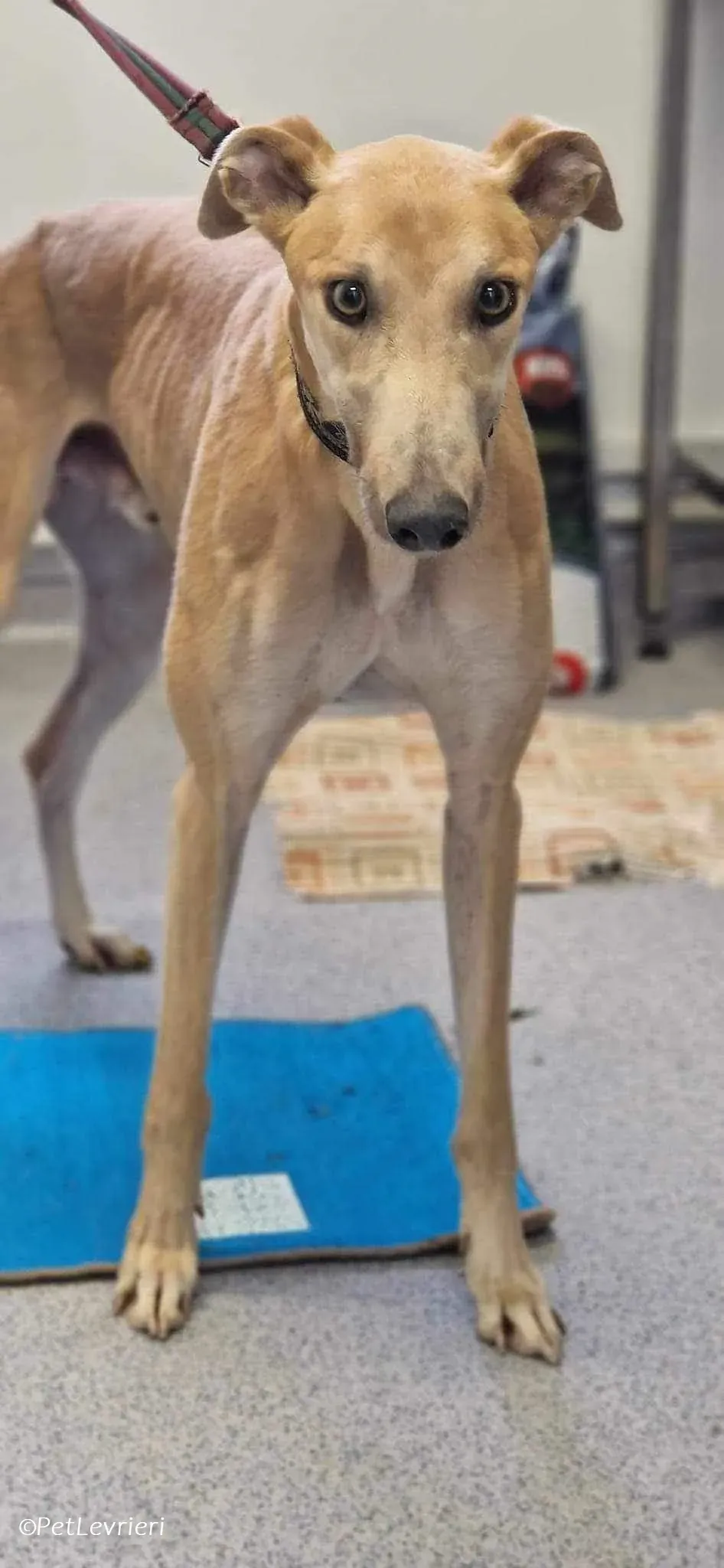 Aki adozione levrieri greyhound 4